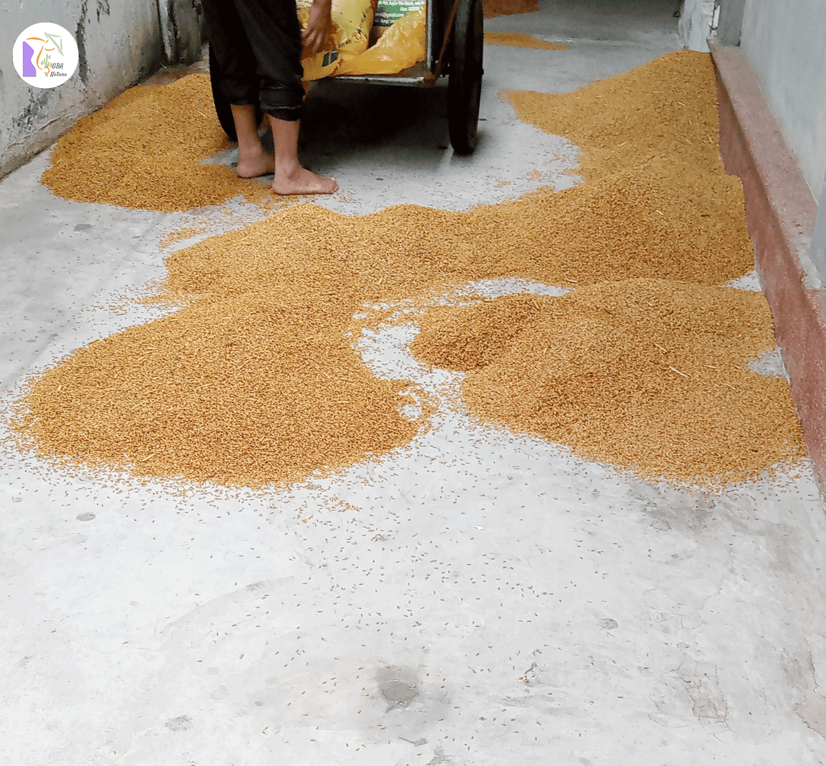 Brown Rice Dong Van Paddy Field – GBA Nature