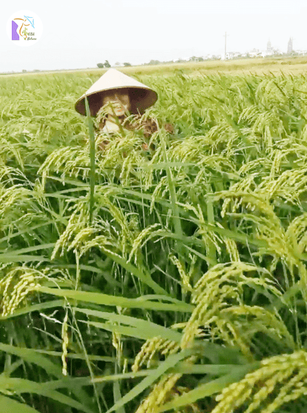 Gạo Tám Ruộng Cánh Đồng Vạn